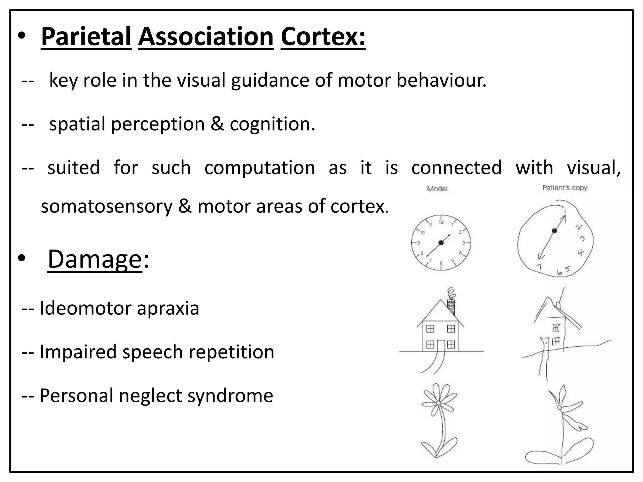 • Parietal Association Cortex:
-- key role in the visual guidance of motor behaviour.
-- spatial perception & cognition.
-- suited for such computation as it is connected with visual,
somatosensory & motor areas of cortex.
• Damage:
-- Ideomotor apraxia
-- Impaired speech repetition
-- Personal neglect syndrome
 