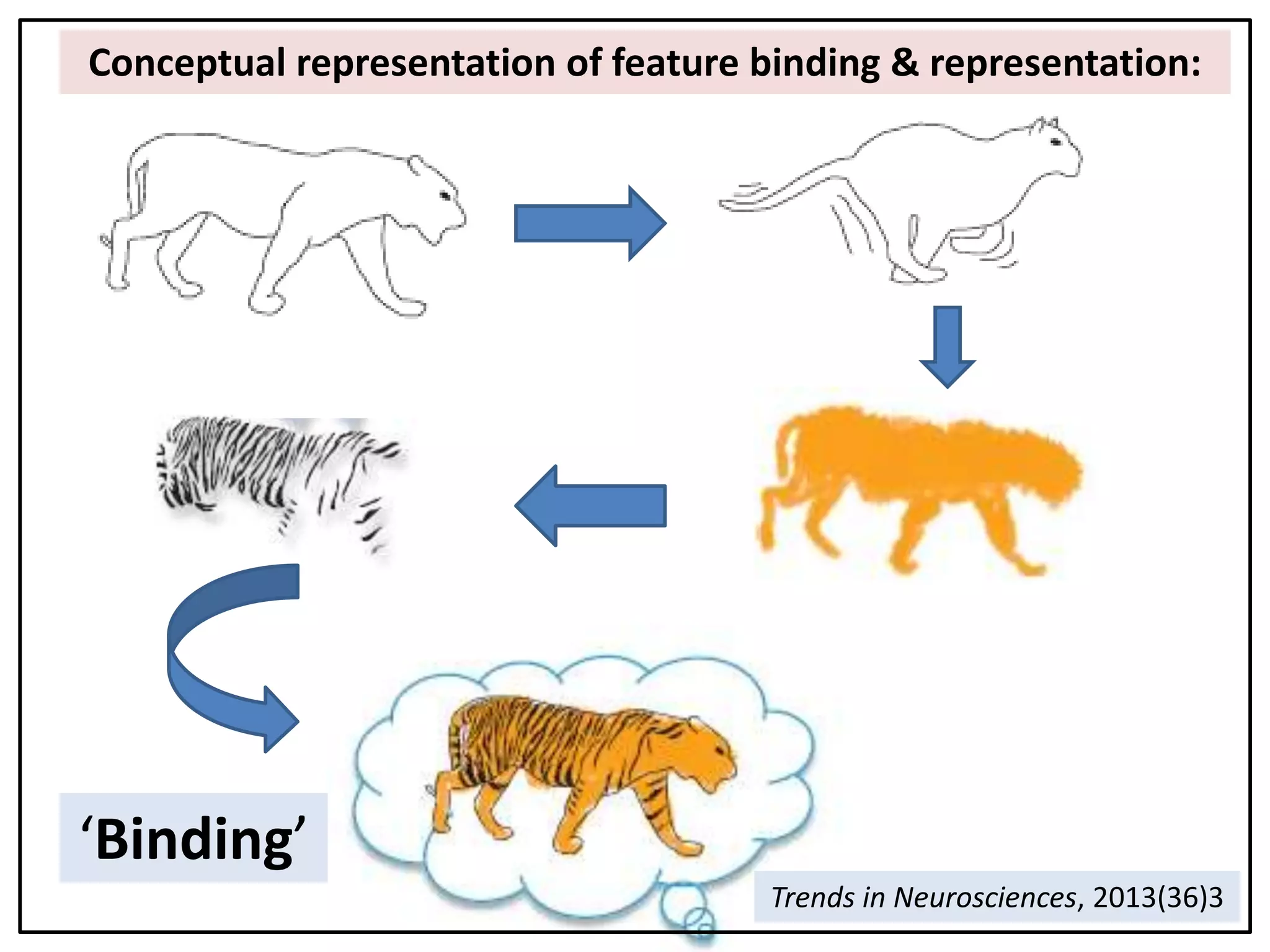 ‘Binding’
Conceptual representation of feature binding & representation:
Trends in Neurosciences, 2013(36)3
 