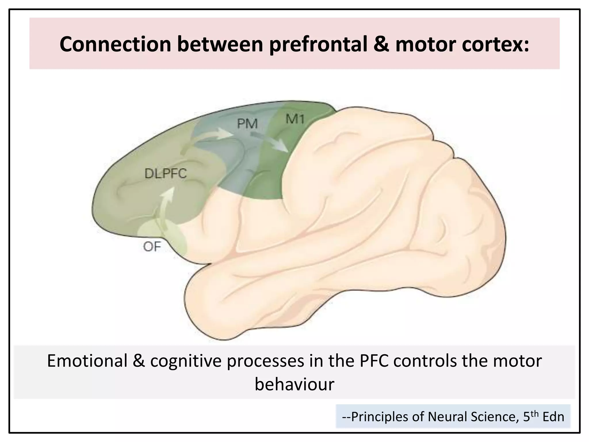 Connection between prefrontal & motor cortex:
--Principles of Neural Science, 5th Edn
Emotional & cognitive processes in the PFC controls the motor
behaviour
 