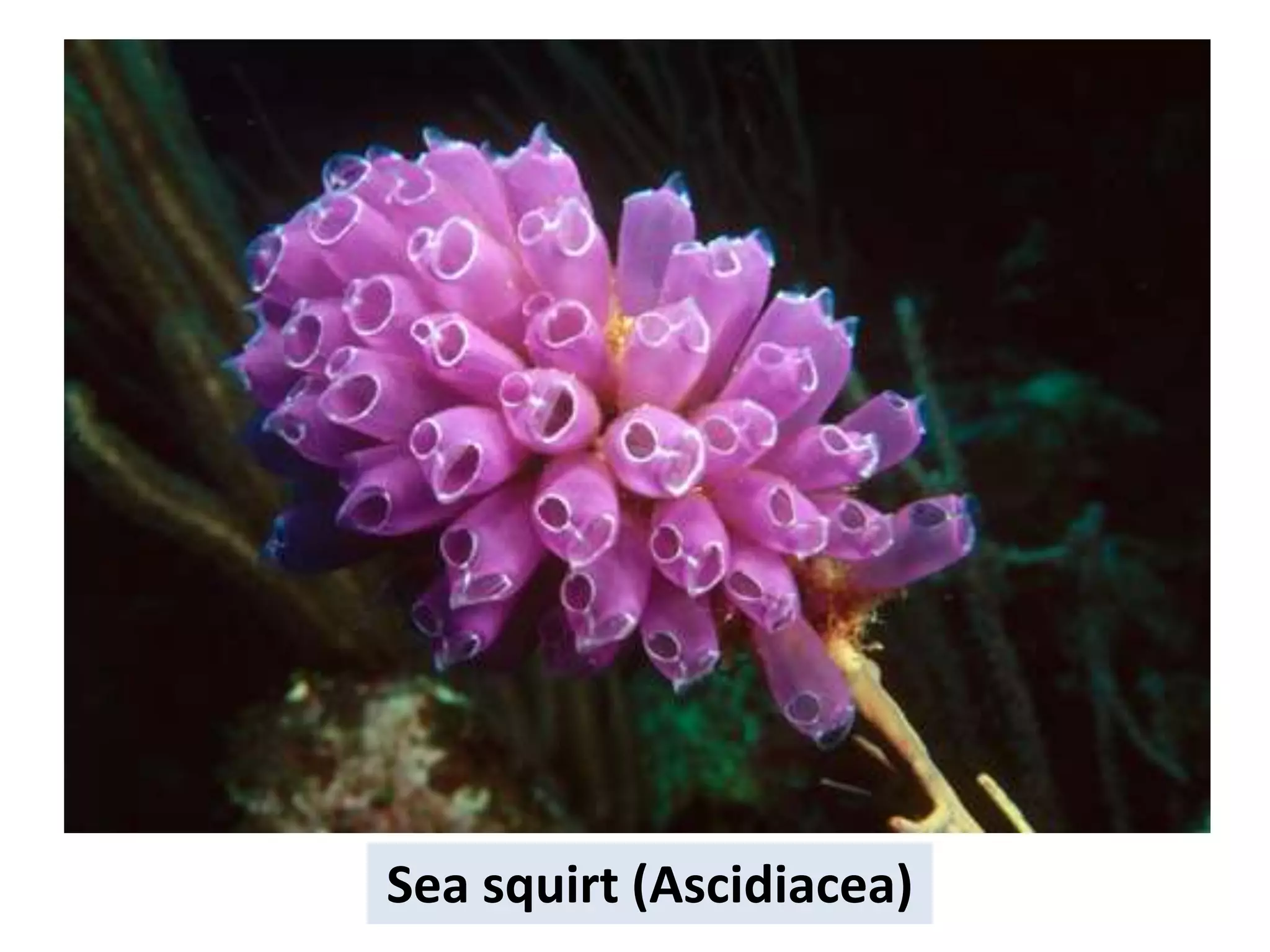 j
Sea squirt (Ascidiacea)
 