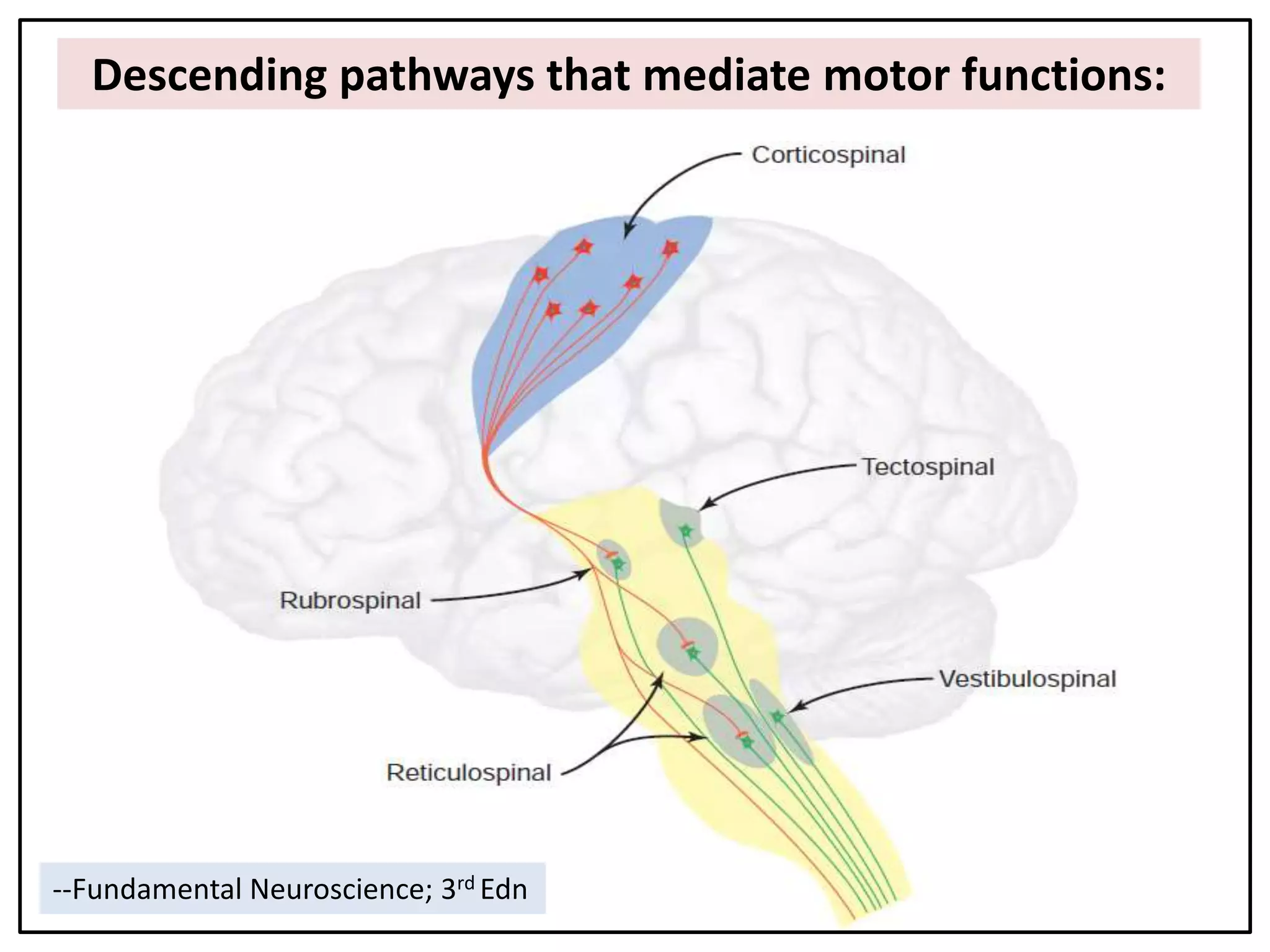 Descending pathways that mediate motor functions:
--Fundamental Neuroscience; 3rd Edn
 