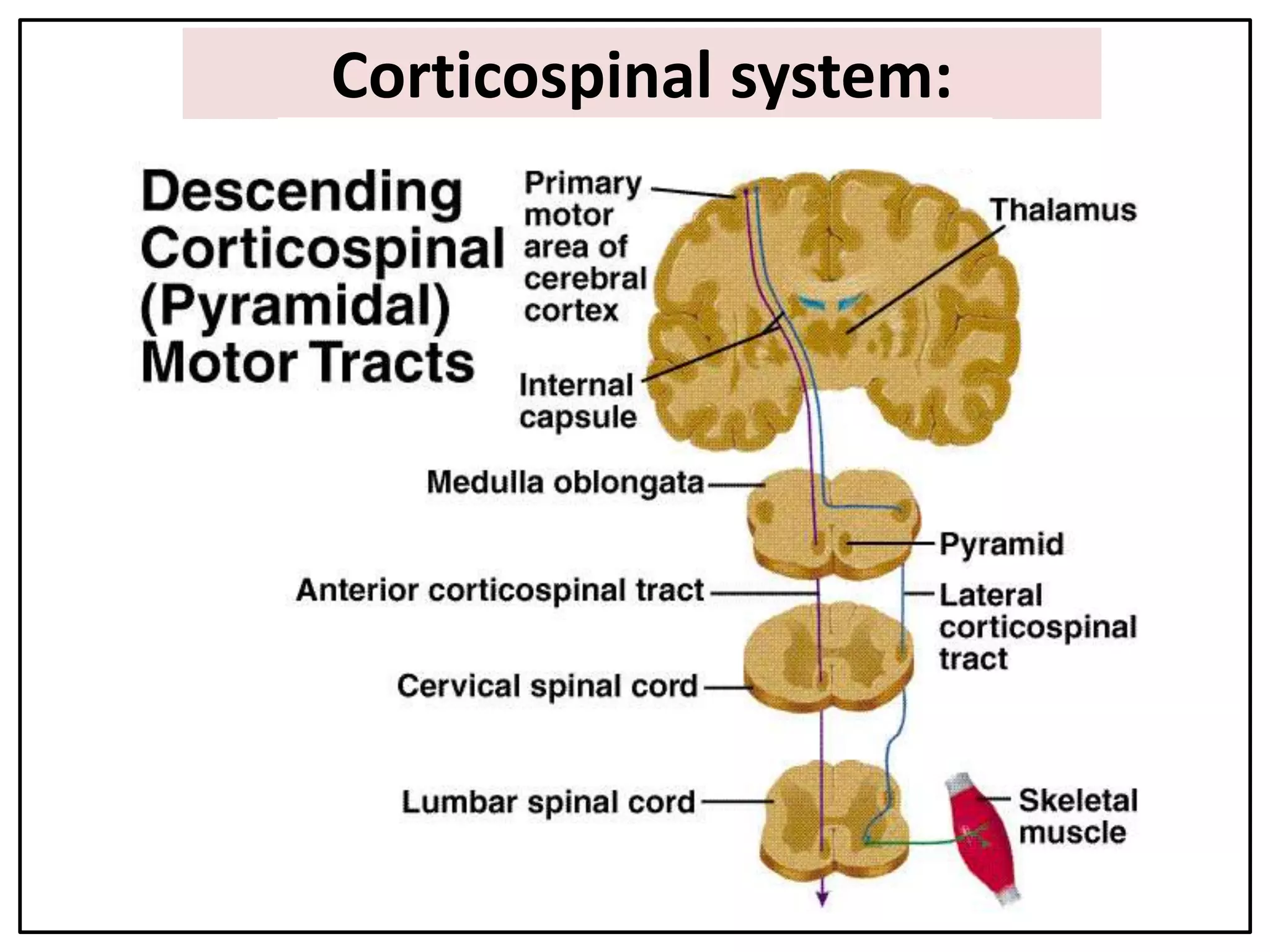 Corticospinal system:
 