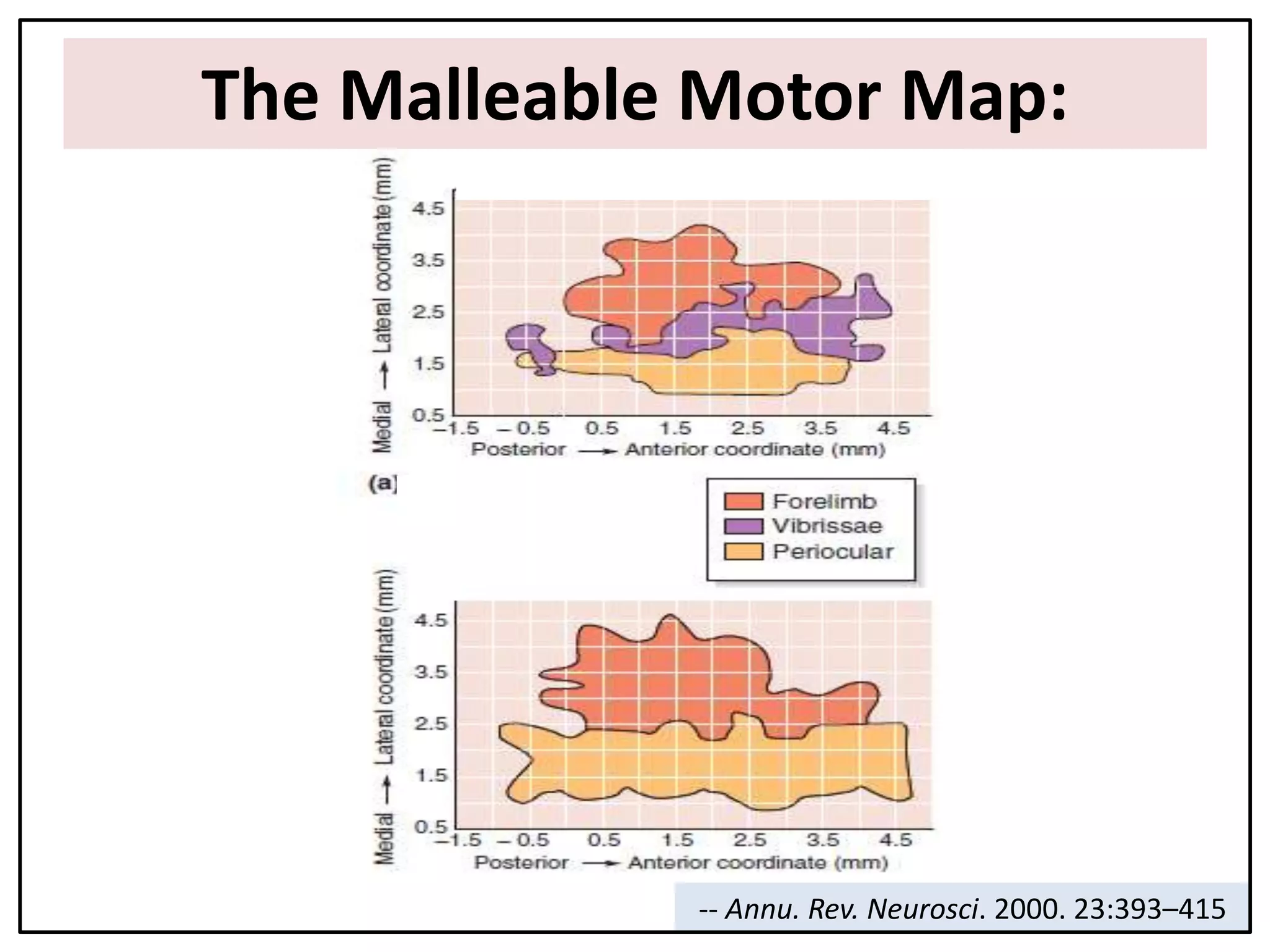 The Malleable Motor Map:
-- Annu. Rev. Neurosci. 2000. 23:393–415
 