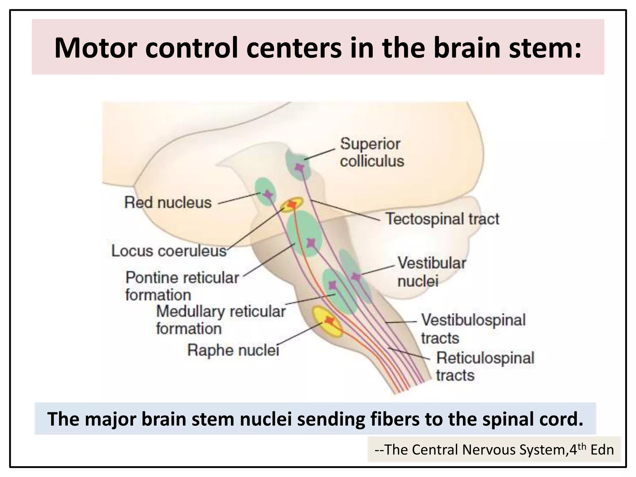 Motor control centers in the brain stem:
The major brain stem nuclei sending fibers to the spinal cord.
--The Central Nervous System,4th Edn
 