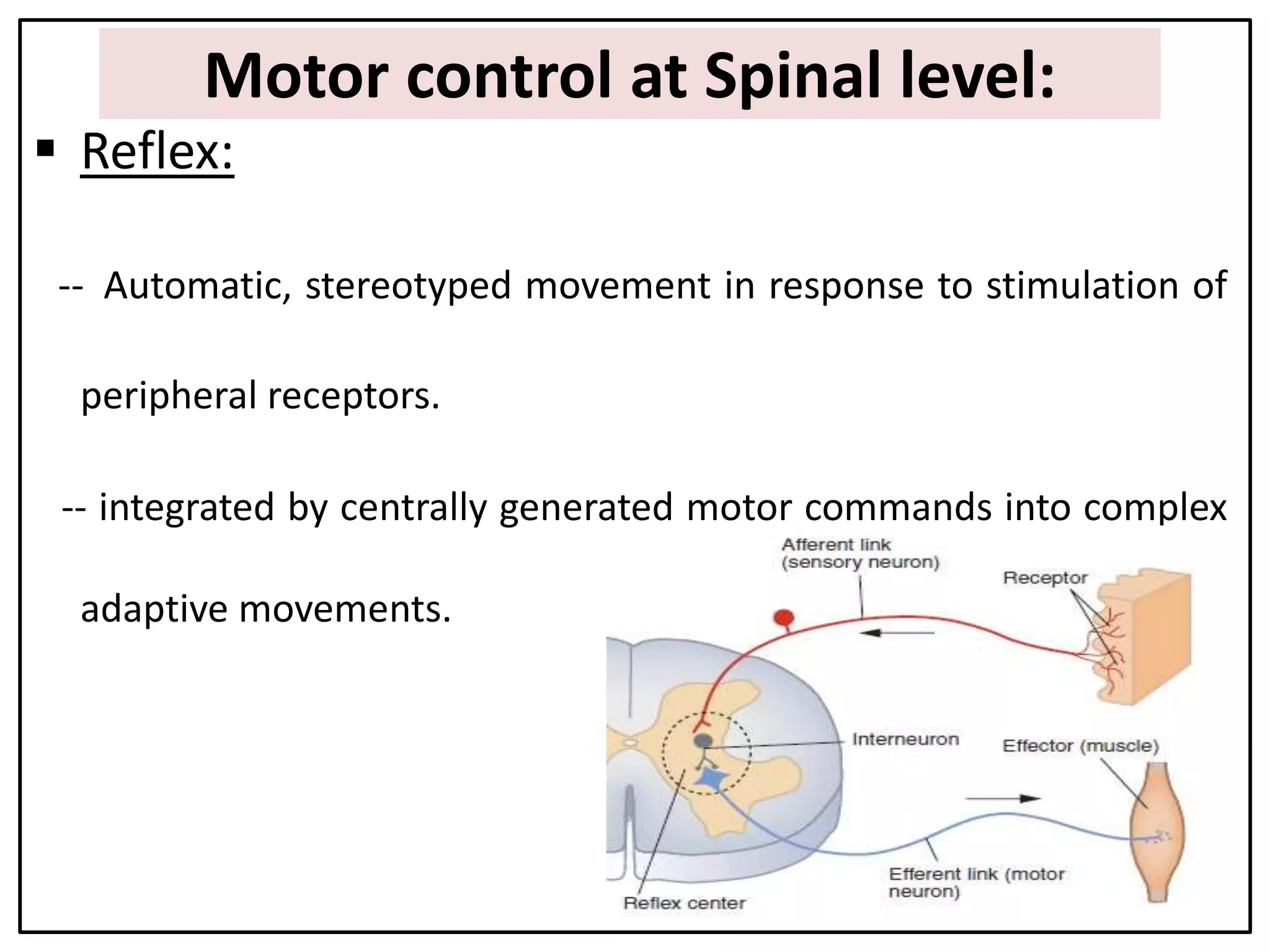 Motor control at Spinal level:
 Reflex:
-- Automatic, stereotyped movement in response to stimulation of
peripheral receptors.
-- integrated by centrally generated motor commands into complex
adaptive movements.
 