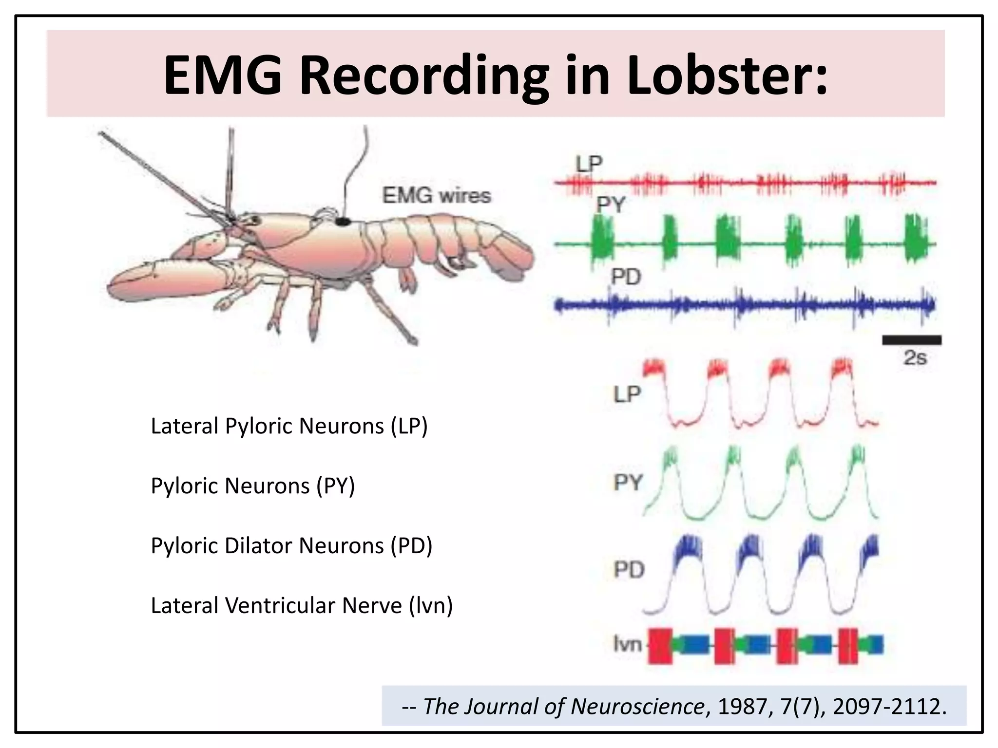 EMG Recording in Lobster:
K
K
K
K
K
k
k
H
H
H
H
H
H
H
H
H
H
-- The Journal of Neuroscience, 1987, 7(7), 2097-2112.
Lateral Pyloric Neurons (LP)
Pyloric Neurons (PY)
Pyloric Dilator Neurons (PD)
Lateral Ventricular Nerve (lvn)
 