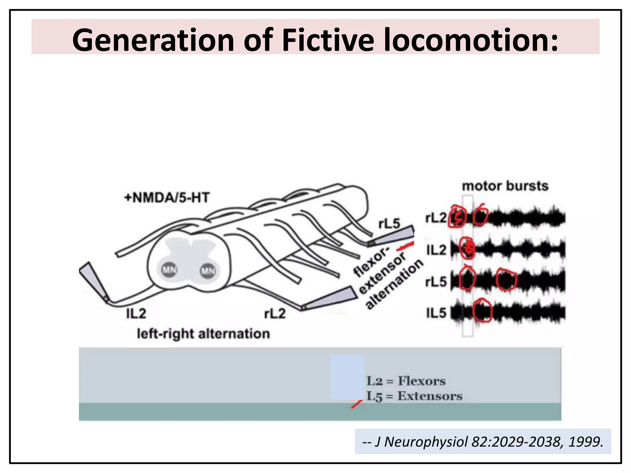 Generation of Fictive locomotion:
H
H
H
H
H
H
H
H
H
H
H
H
h
H
H
H
H
H
H
H
H
H
H
-- J Neurophysiol 82:2029-2038, 1999.
 
