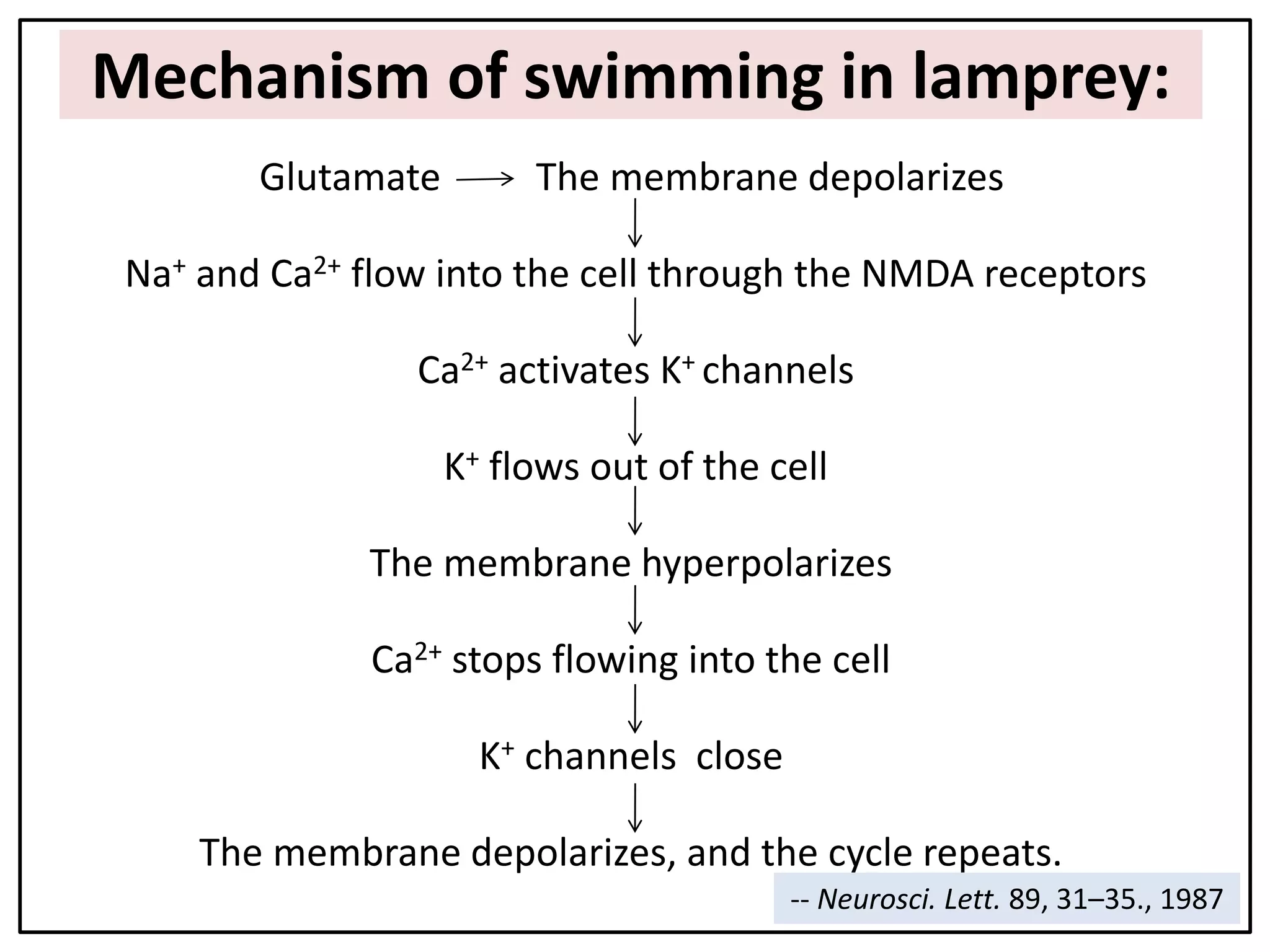 Mechanism of swimming in lamprey:
Glutamate The membrane depolarizes
Na+ and Ca2+ flow into the cell through the NMDA receptors
Ca2+ activates K+ channels
K+ flows out of the cell
The membrane hyperpolarizes
Ca2+ stops flowing into the cell
K+ channels close
The membrane depolarizes, and the cycle repeats.
-- Neurosci. Lett. 89, 31–35., 1987
 