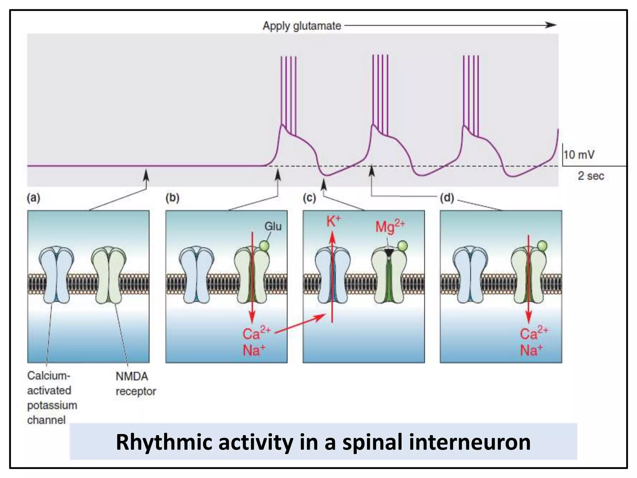 Rhythmic activity in a spinal interneuron
 