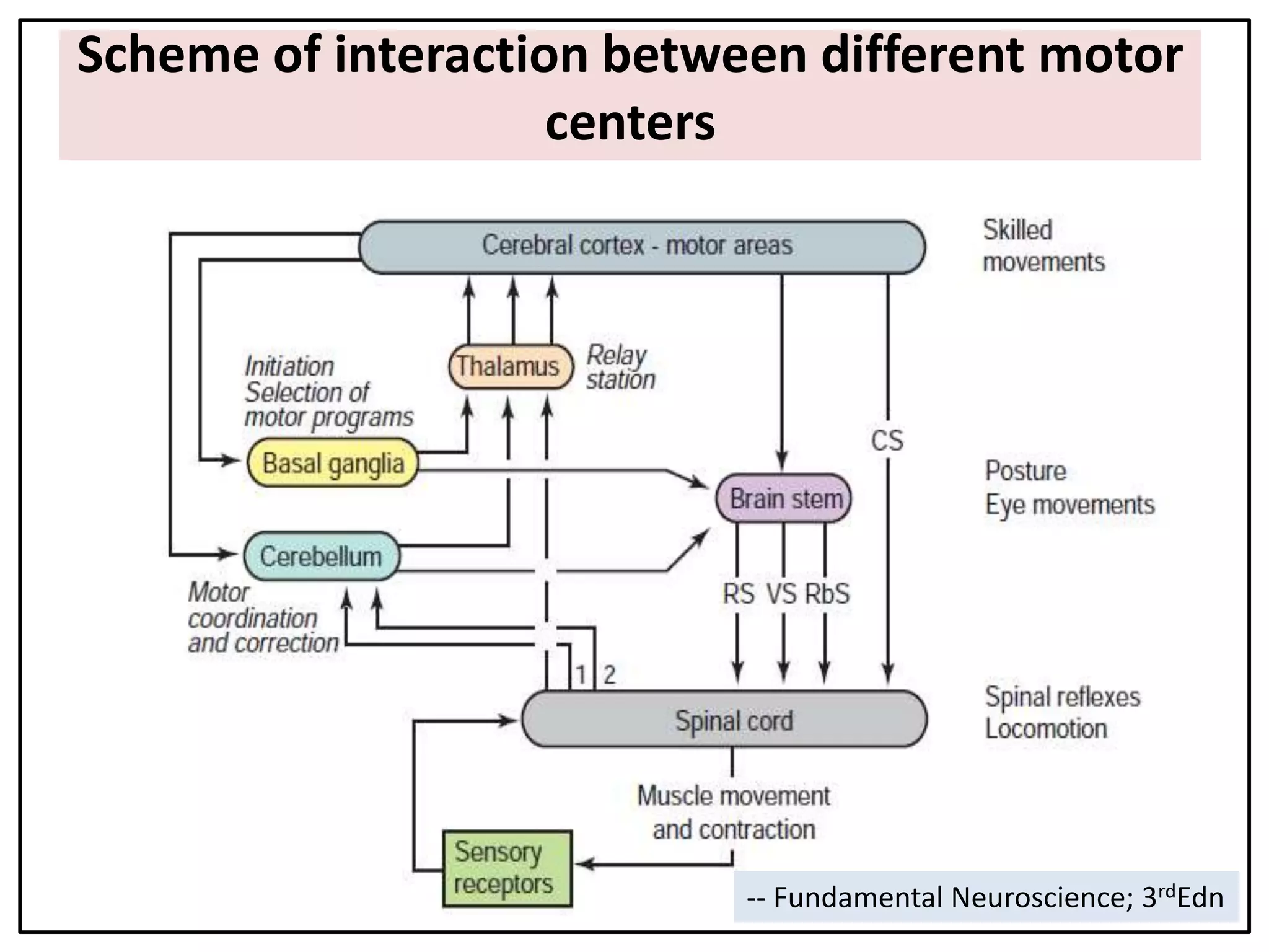 Scheme of interaction between different motor
centers
-- Fundamental Neuroscience; 3rdEdn
 