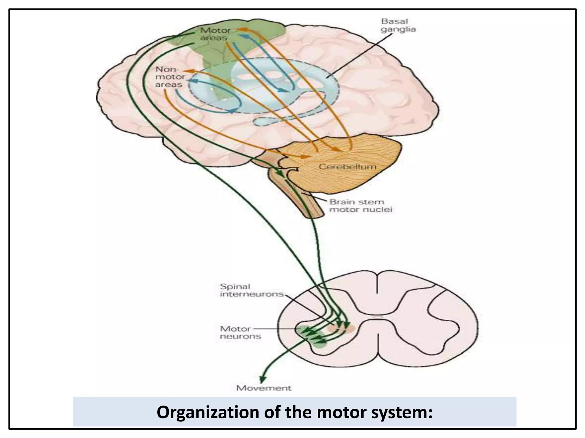 d
Organization of the motor system:
 