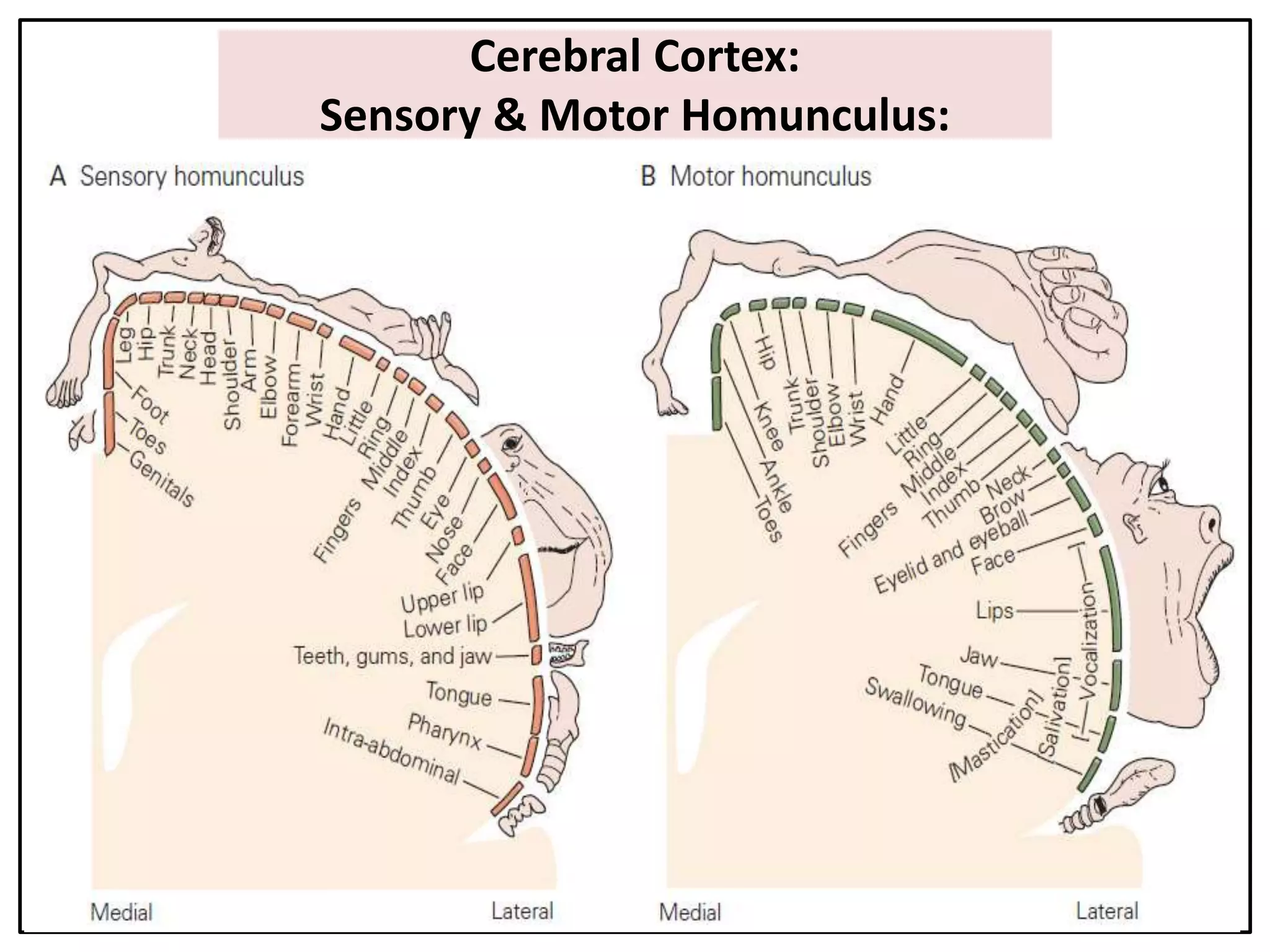 Cerebral Cortex:
Sensory & Motor Homunculus:
 