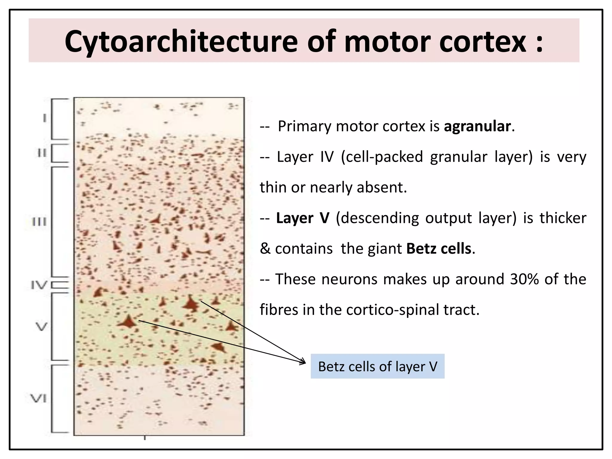 Cytoarchitecture of motor cortex :
-- Primary motor cortex is agranular.
-- Layer IV (cell-packed granular layer) is very
thin or nearly absent.
-- Layer V (descending output layer) is thicker
& contains the giant Betz cells.
-- These neurons makes up around 30% of the
fibres in the cortico-spinal tract.
Betz cells of layer V
 
