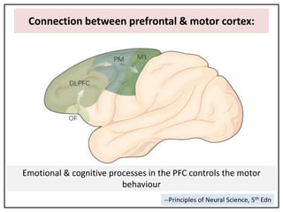 Sensory motor processing in planning and execution of movement | PPTX