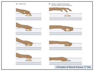 Sensory motor processing in planning and execution of movement | PPTX