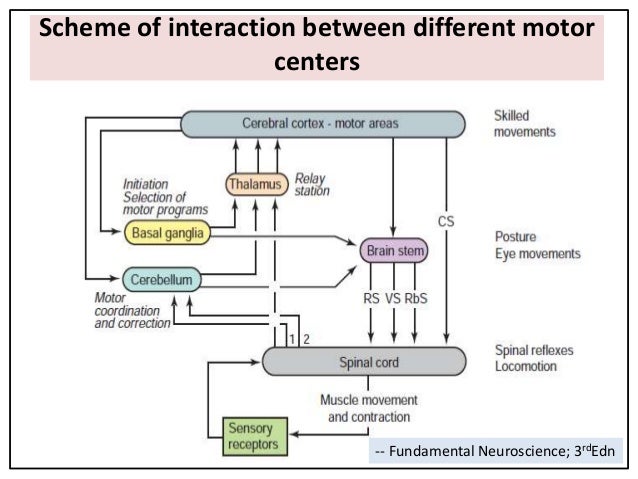 Sensory motor processing in planning and execution of movement