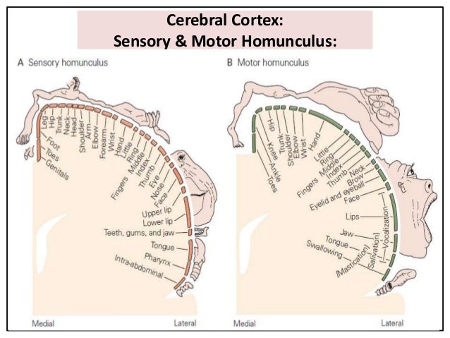 Sensory motor processing in planning and execution of movement