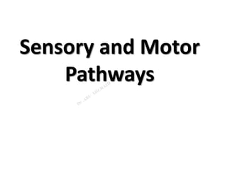Sensory and Motor
Pathways
 