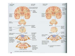 Sensory and motor pathways | PPT