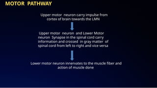 sensory and motor function of Nervous system.pptx