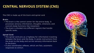sensory and motor function of Nervous system.pptx