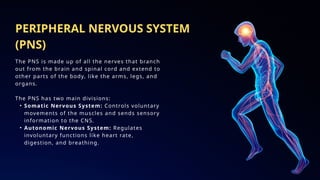 sensory and motor function of Nervous system.pptx