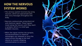 sensory and motor function of Nervous system.pptx