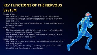 sensory and motor function of Nervous system.pptx