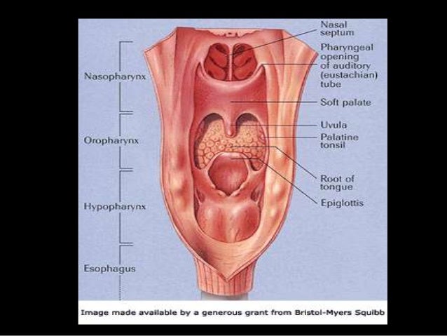 sensory and motor innervation of upper airway 19 638