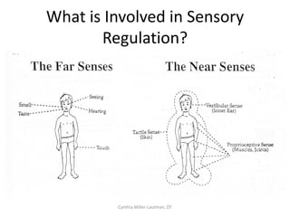 What is Involved in Sensory
       Regulation?




         Cynthia Miller-Lautman, OT
 