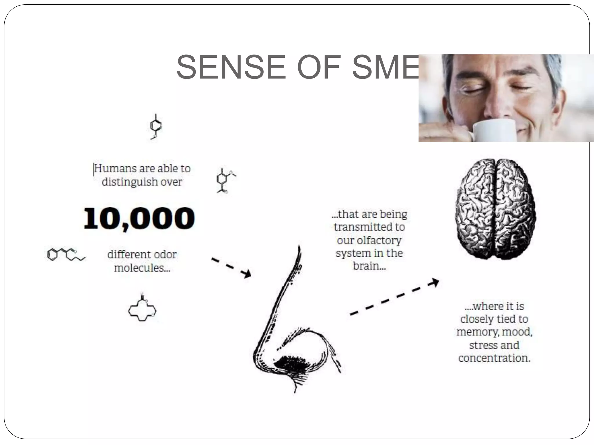 SENSE OF SMELL
 