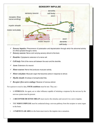  Sensory impulse: Phenomenon of polarization and depolarization through which the abnormal activity
of a fibre spreads through a nerve.
 Sensory neuron: Nerve cord carrying sensory stimuli to the brain.
 Dendrite: Cytoplasmic extension of a nerve cell.
 Cell body: Part of the nerve cell between the axon and the dendrite.
 Axon: Extension of a neuron.
 Motor neuron: Nerve that produces muscular activity.
 Motor end plate: Muscular organ that becomes active in response to stimuli.
 Myelin sheath: Envelope of phosphorated fats.
 Receptor (free nerve ending): Receiver of nervous stimuli.
For a person to receive data, FOUR conditions must be met. They are:-
• A STIMULUS: An agent, act or other influence capable of initiating a response by the nervous by the
nervous system must be present.
• A RECEPTOR OR SENSE ORGAN must receive the stimulus and convert it to a nerve impulse.
• THE NERVE IMPULSE must be conducted along a nervous pathway from the receptor or sense organ
to the brain.
• A PARTICULAR AREA in the brain must receive the impulse into a sensation.
 