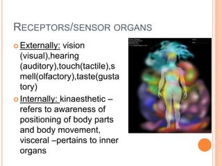 RECEPTORS/SENSOR ORGANS
 Externally: vision
(visual),hearing
(auditory),touch(tactile),s
mell(olfactory),taste(gusta
tory)
 Internally: kinaesthetic –
refers to awareness of
positioning of body parts
and body movement,
visceral –pertains to inner
organs
 