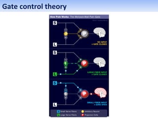Gate control theory
 