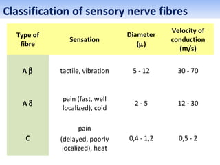 Classification of sensory nerve fibres
Type of
fibre
Sensation
Diameter
(µ)
Velocity of
conduction
(m/s)
А β tactile, vibration 5 - 12 30 - 70
А δ
pain (fast, well
localized), cold
2 - 5 12 - 30
С
pain
(delayed, poorly
localized), heat
0,4 - 1,2 0,5 - 2
 