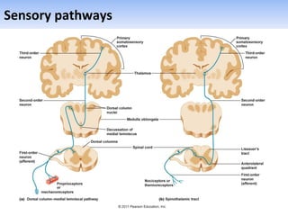 Sensory pathways
 