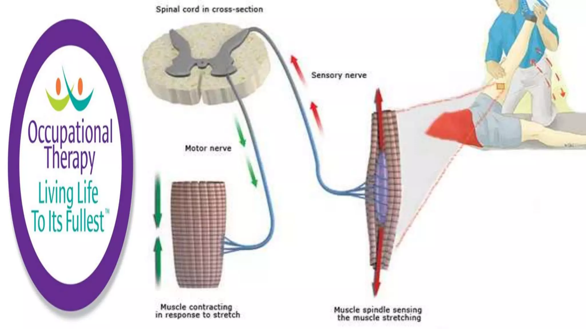 Sensory Motor Assessments and Interventions | PPTX