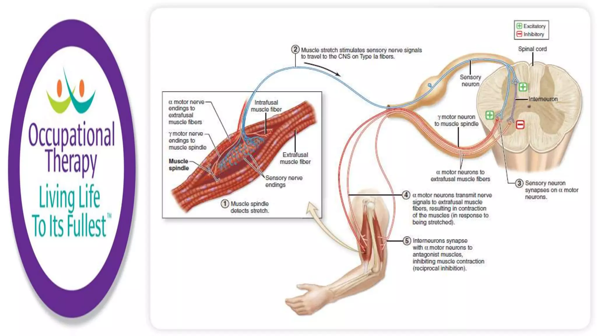 Sensory Motor Assessments and Interventions | PPTX