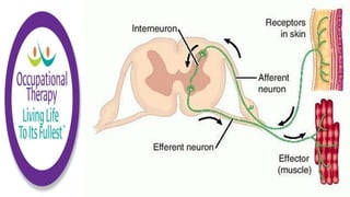 Sensory Motor Assessments and Interventions | PPTX