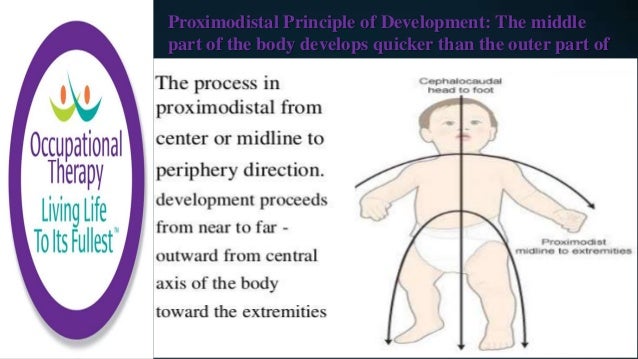 cephalocaudal development proceeds from