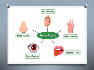 SENSORY NEEDS B.SC. NURSING SEMESTER II. | PPTX
