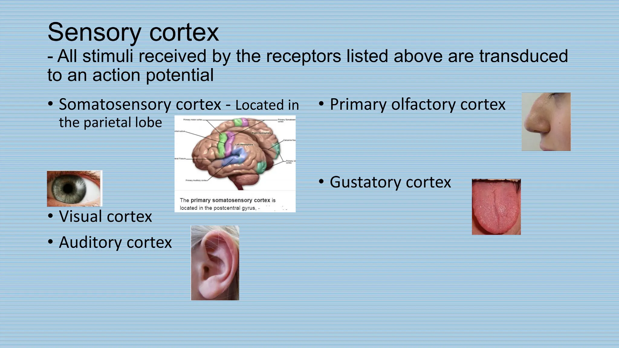 Sensory cortex
- All stimuli received by the receptors listed above are transduced
to an action potential
• Somatosensory cortex - Located in
the parietal lobe
• Visual cortex
• Auditory cortex
• Primary olfactory cortex
• Gustatory cortex
 