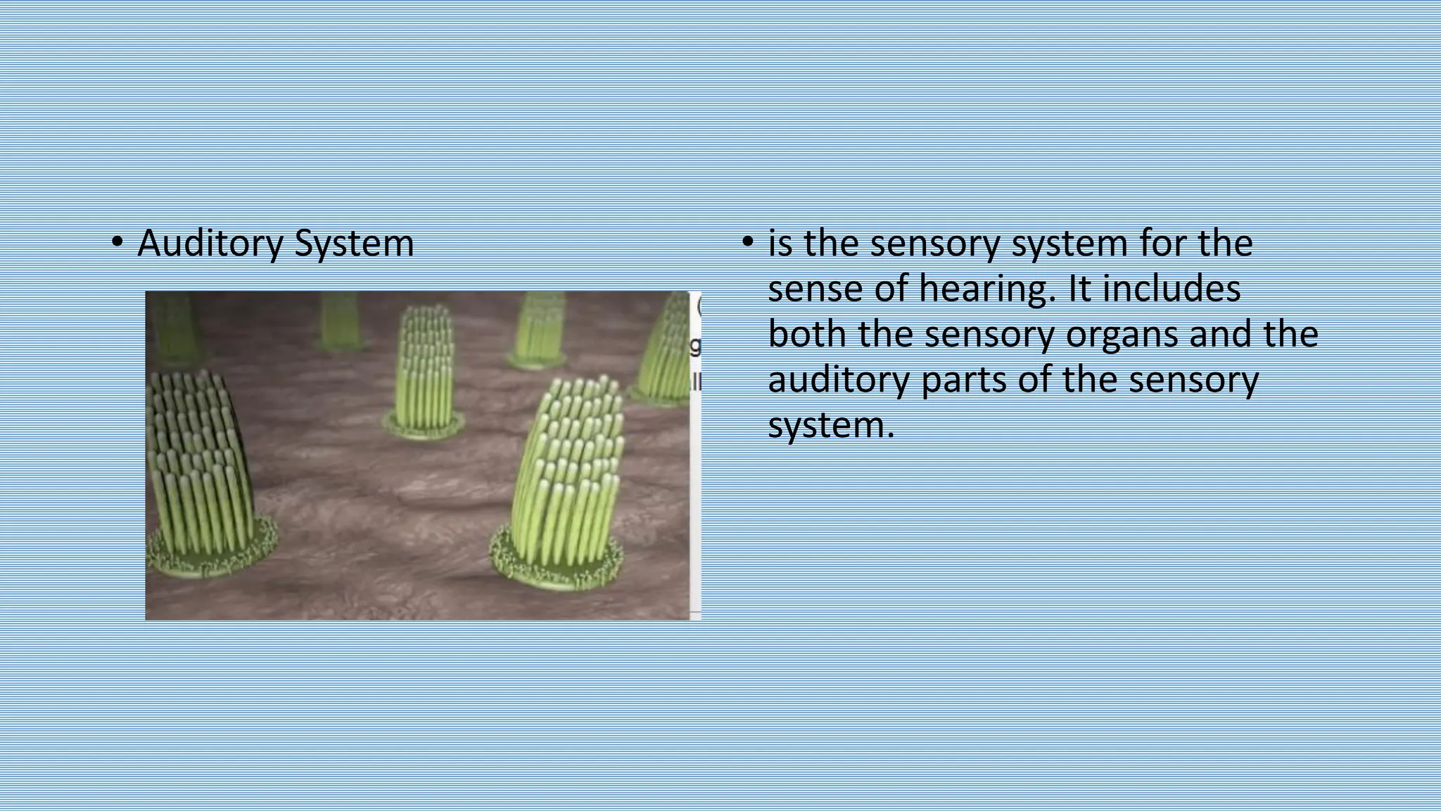 • Auditory System • is the sensory system for the
sense of hearing. It includes
both the sensory organs and the
auditory parts of the sensory
system.
 