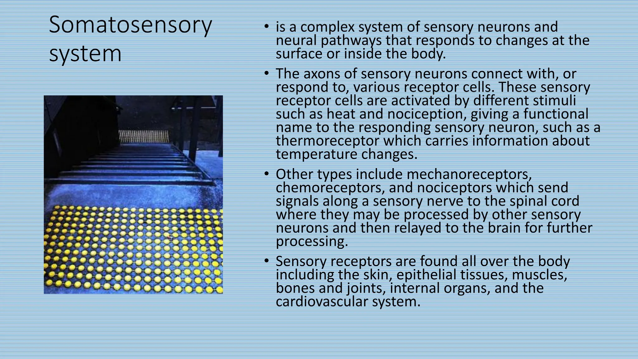 Somatosensory
system
• is a complex system of sensory neurons and
neural pathways that responds to changes at the
surface or inside the body.
• The axons of sensory neurons connect with, or
respond to, various receptor cells. These sensory
receptor cells are activated by different stimuli
such as heat and nociception, giving a functional
name to the responding sensory neuron, such as a
thermoreceptor which carries information about
temperature changes.
• Other types include mechanoreceptors,
chemoreceptors, and nociceptors which send
signals along a sensory nerve to the spinal cord
where they may be processed by other sensory
neurons and then relayed to the brain for further
processing.
• Sensory receptors are found all over the body
including the skin, epithelial tissues, muscles,
bones and joints, internal organs, and the
cardiovascular system.
 