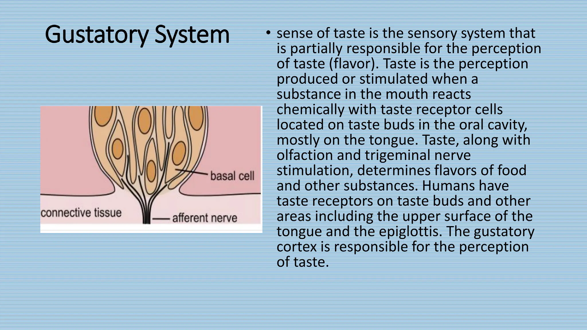 Gustatory System • sense of taste is the sensory system that
is partially responsible for the perception
of taste (flavor). Taste is the perception
produced or stimulated when a
substance in the mouth reacts
chemically with taste receptor cells
located on taste buds in the oral cavity,
mostly on the tongue. Taste, along with
olfaction and trigeminal nerve
stimulation, determines flavors of food
and other substances. Humans have
taste receptors on taste buds and other
areas including the upper surface of the
tongue and the epiglottis. The gustatory
cortex is responsible for the perception
of taste.
 