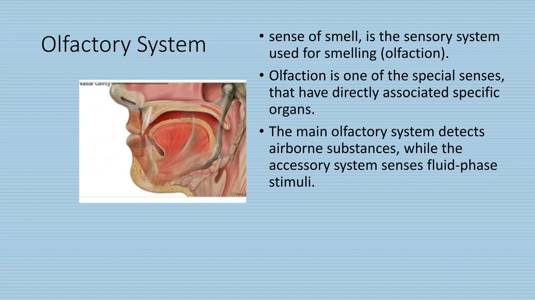 Olfactory System • sense of smell, is the sensory system
used for smelling (olfaction).
• Olfaction is one of the special senses,
that have directly associated specific
organs.
• The main olfactory system detects
airborne substances, while the
accessory system senses fluid-phase
stimuli.
 