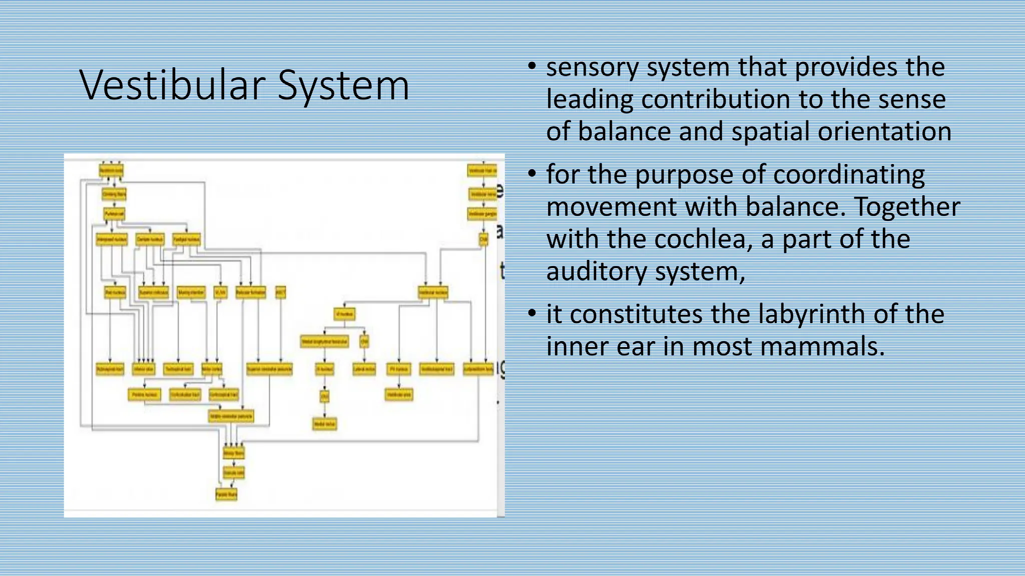 Vestibular System • sensory system that provides the
leading contribution to the sense
of balance and spatial orientation
• for the purpose of coordinating
movement with balance. Together
with the cochlea, a part of the
auditory system,
• it constitutes the labyrinth of the
inner ear in most mammals.
 