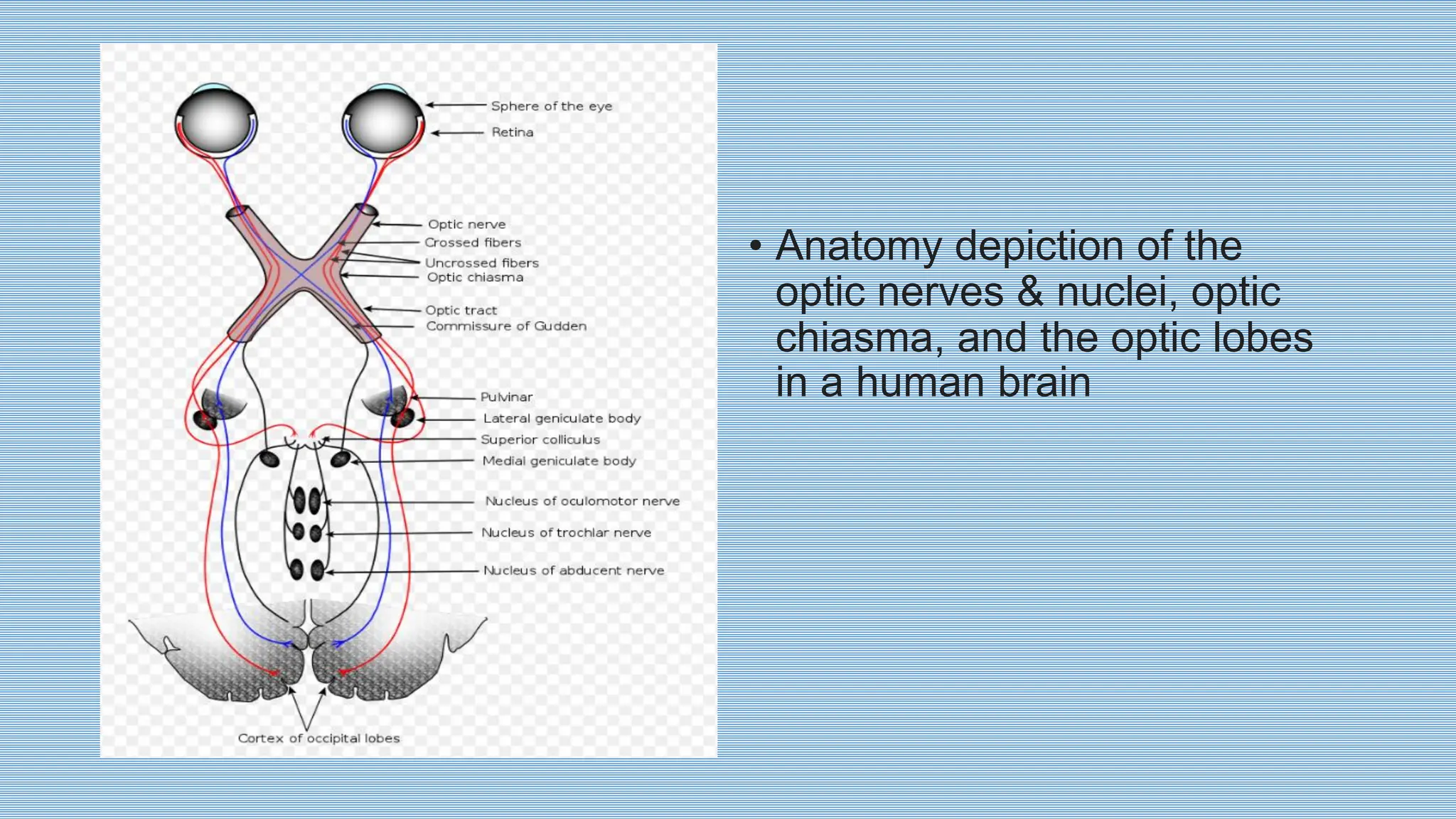 • Anatomy depiction of the
optic nerves & nuclei, optic
chiasma, and the optic lobes
in a human brain
 