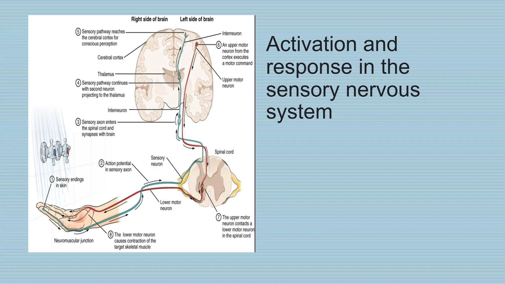 Activation and
response in the
sensory nervous
system
 