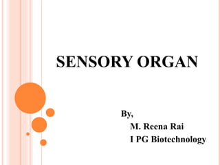 SENSORY ORGAN
By,
M. Reena Rai
I PG Biotechnology
 